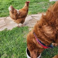 Teresa cody