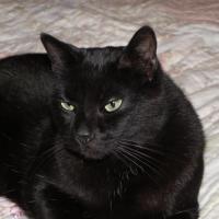 MC
