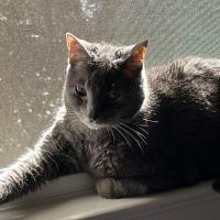 Sharon Nowell