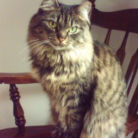 Donna Howard