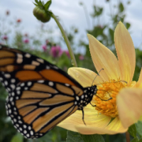 Julia Rayball