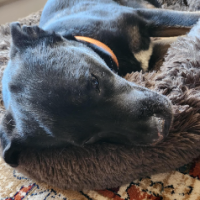 Marietjie Koorts