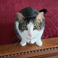 Lavonne Culbreth