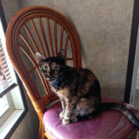 Veronica H Pais