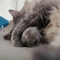 Liz Moore