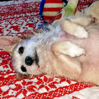 Reesie Bennett