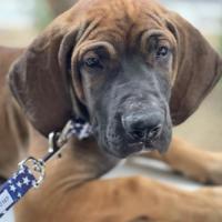 Tonia Mayes