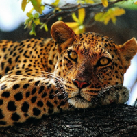Kehaulani Bachiller