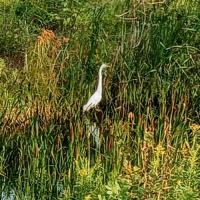 Gary Anderson