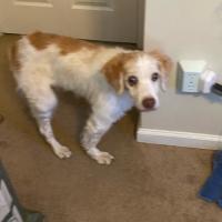 wallace boyce