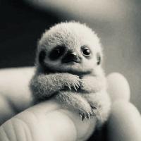 Josephine Vu
