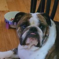 Brandy Bissonette